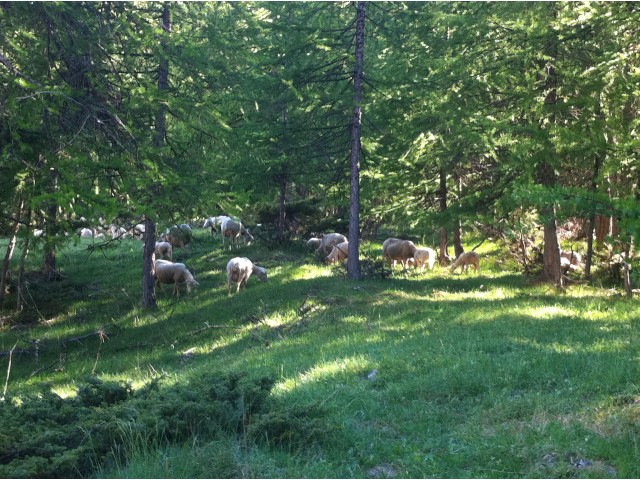 Nos brebis au printemps