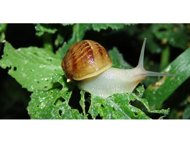 Le Petit Catalan