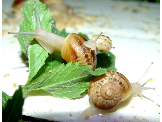 Le Petit Catalan