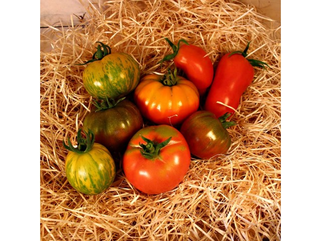 Tomates anciennes