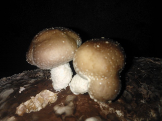 Les Petits Fruits