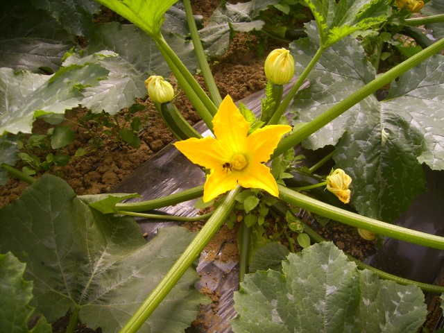 Ferme La Margaise