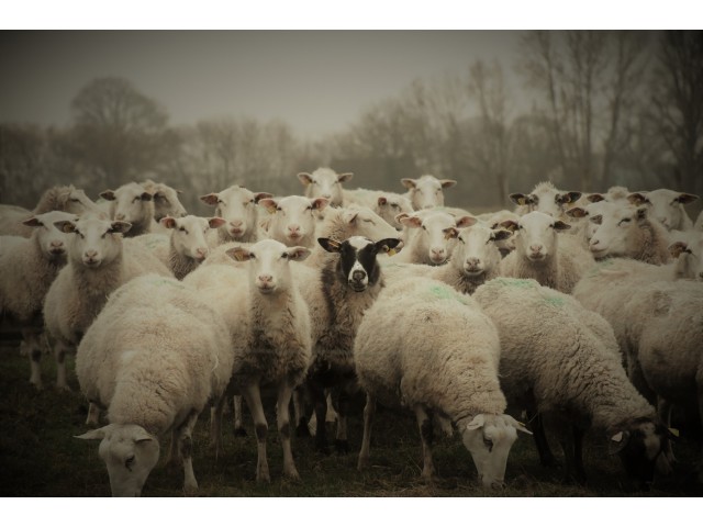 La ferme de tom