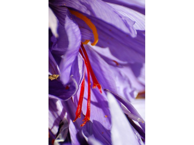 L'Or Rouge des 3 Rivières - Safran de Provence, détails du pistil du crocus sativus