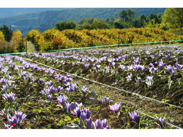 L'Or Rouge des 3 Rivières - Safran de Provence, la safraneraie n°1