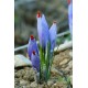 L'Or Rouge des 3 Rivières - Safran de Provence, détails de la fleur de crocus sativus ou crocus a safran