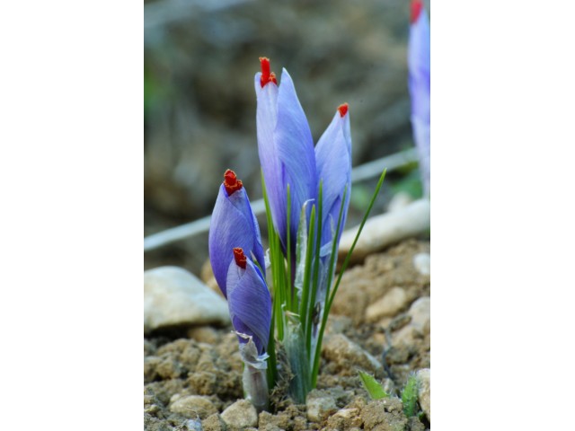 L'Or Rouge des 3 Rivières - Safran de Provence, détails de la fleur de crocus sativus ou crocus a safran