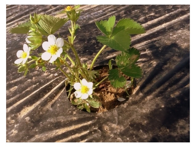 Fraisier en fleur au mois d'août