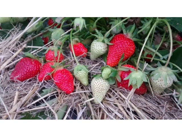 Champ de fraises