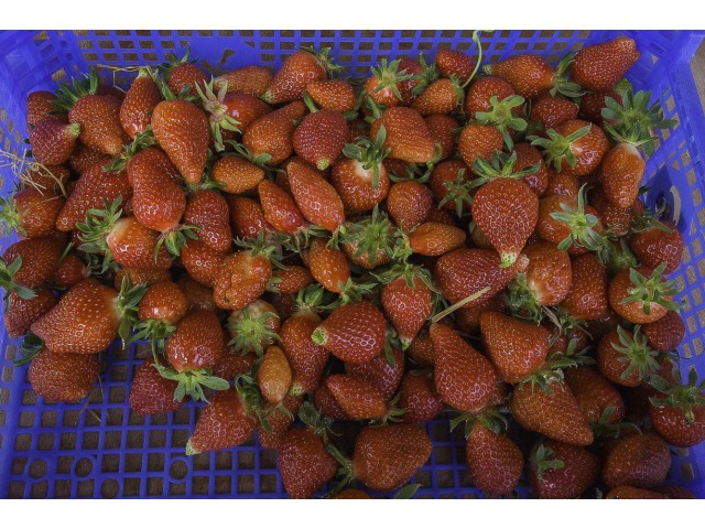 De belles fraises
