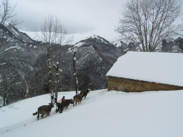 Changement de grange pour les vaches, pendant l'hiver