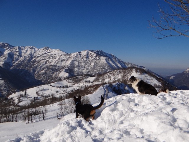 Laïka et Appach se promènent dans la neige, juste au dessus de la ferme