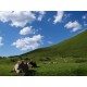 vaches et brebis en estive, au col du Soulor