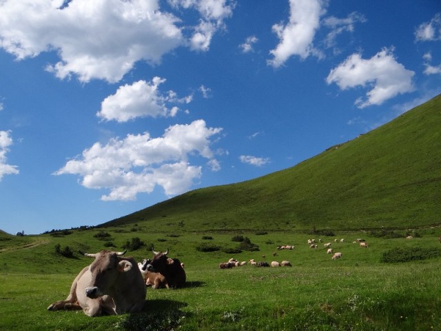vaches et brebis en estive, au col du Soulor