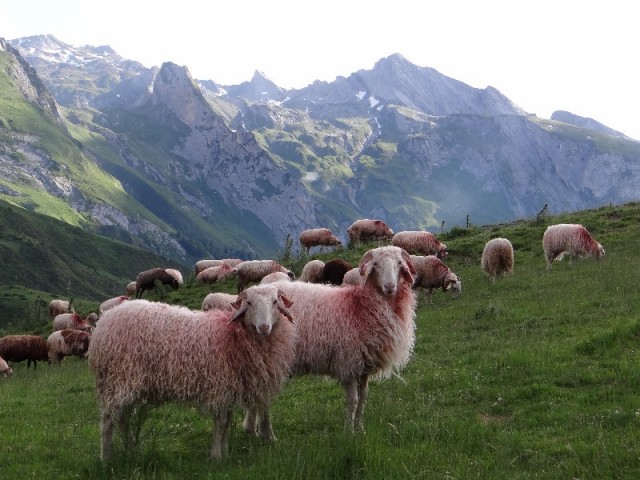 brebis en montagne