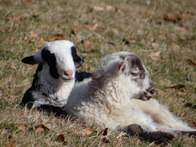 petits agneaux