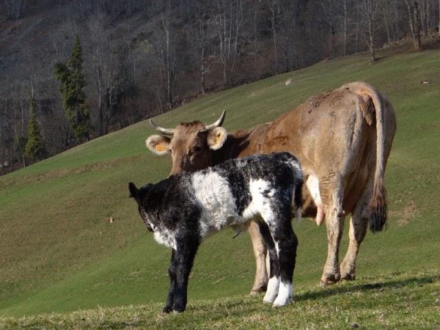 Haoubine et sa petite velle