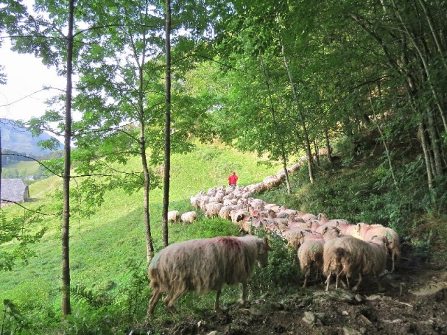 La bergère en transhumance