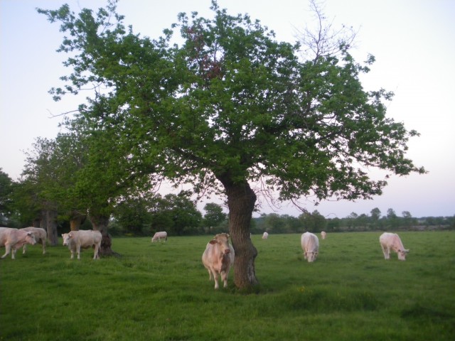 Charolais Maudet