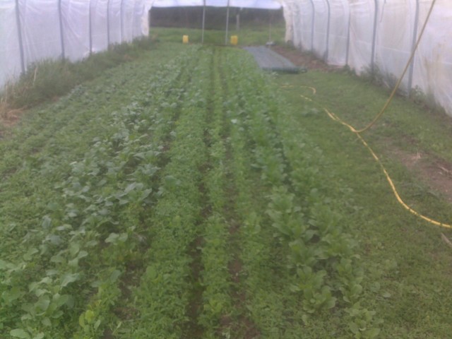 Au Potager de la Fontaine