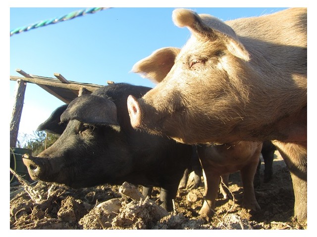 La Ferme du Pérouty