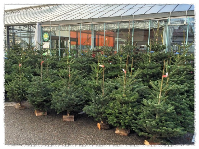 Les sapins de Noel