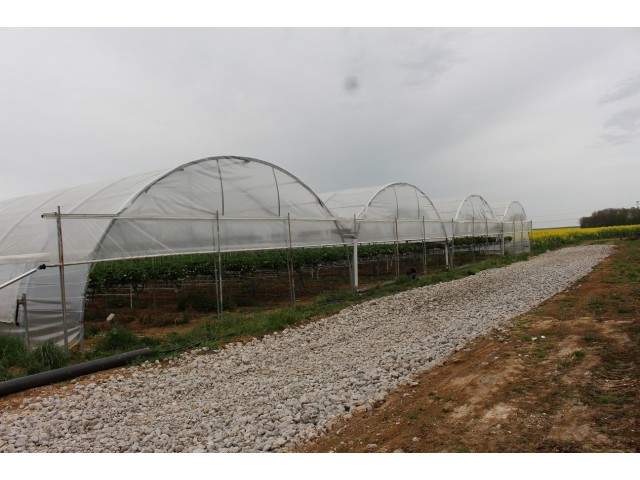 Tunnels de fraises