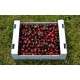 Cagette de 5kg cerises GAEC Souchard