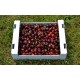 Cagette de 5kg cerises GAEC Souchard