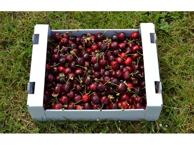 Cagette de 5kg cerises GAEC Souchard