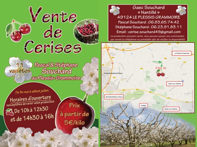 Cerises Souchard