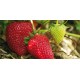 Fraises les 2 Cueillettes de Compans