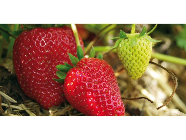 Fraises les 2 Cueillettes de Compans