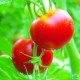 Tomates les 2 Cueillettes de Compans