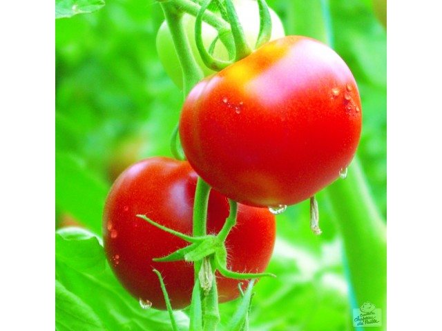 Tomates les 2 Cueillettes de Compans