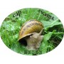 Cap Escargot