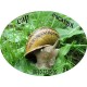 Cap Escargot