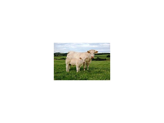 Vache charolaise avec son veau