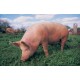 Porc