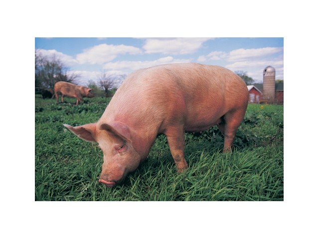 Porc