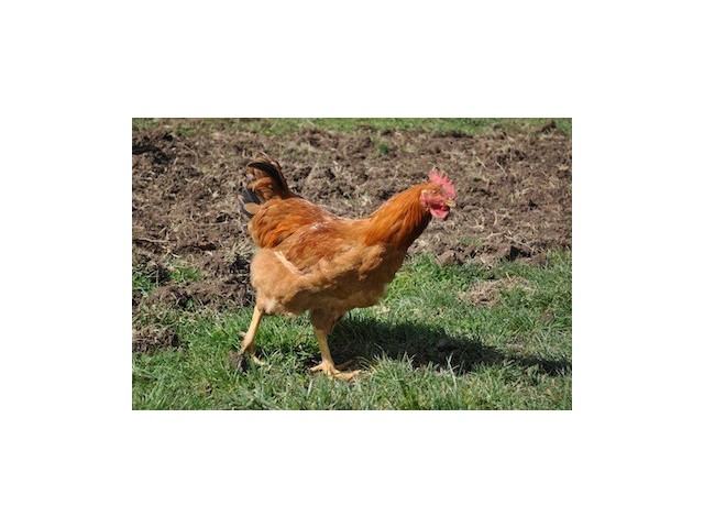 EARL de la ferme neuve