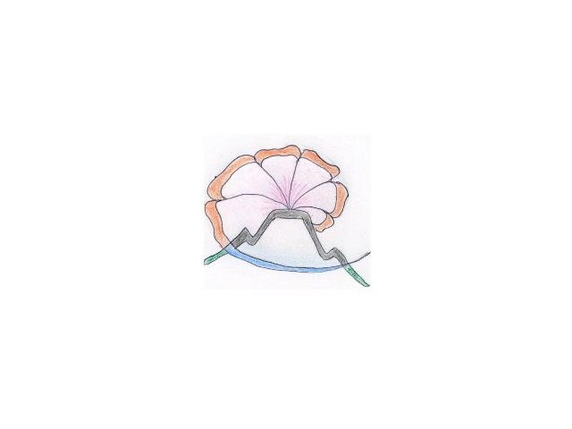 Flore des Cimes