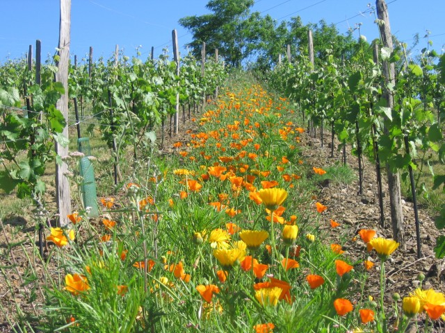 EARL LAURILLEUX - DOMAINE DE CHANTEMERLE