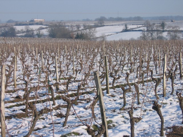 EARL LAURILLEUX - DOMAINE DE CHANTEMERLE