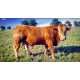 Taureau Limousin