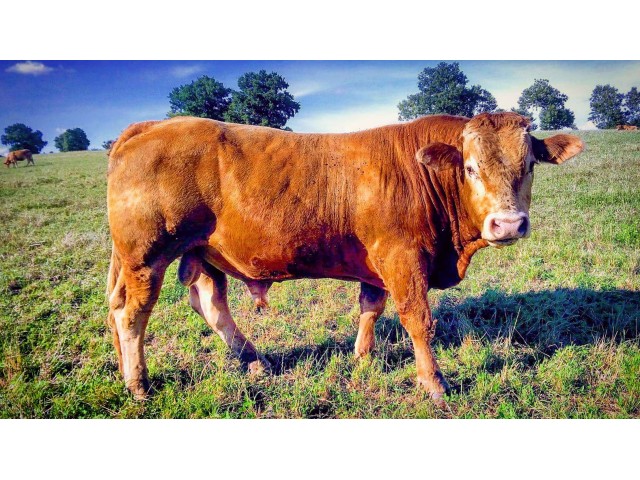 Taureau Limousin