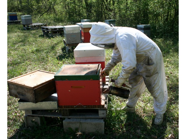 Pascal Griffon les ruchers de l'adour