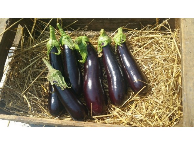 aubergine - légume d'été