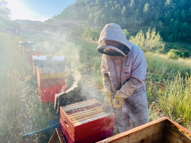 récolte miel de lavande