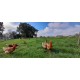Parc des poules pondeuses 